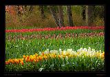 Keukenhof Hollandia 032